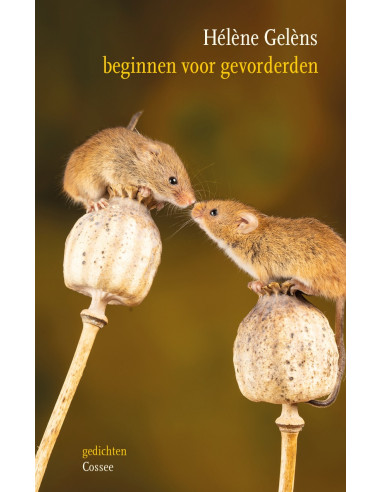 Beginnen voor gevorderden