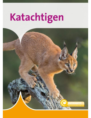 Katachtigen