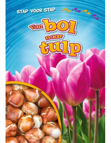 Van bol naar tulp