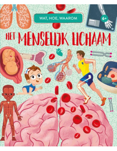 Het menselijk lichaam