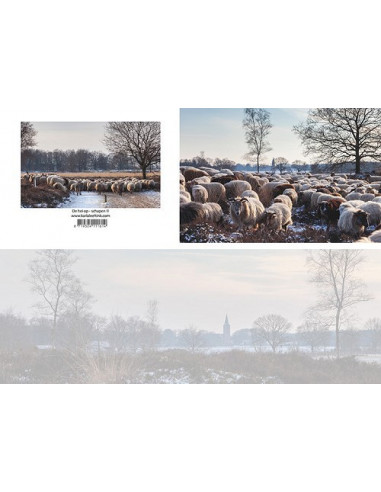 Panoramawenskaart de hei op - schapen