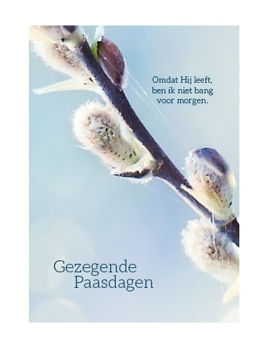 Gezegende paasdagen wilgenkatjes